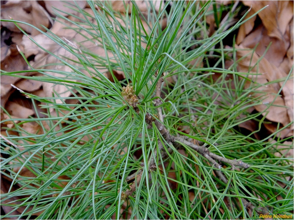 Image of Pinus cembra specimen.