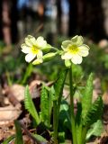 Primula pallasii