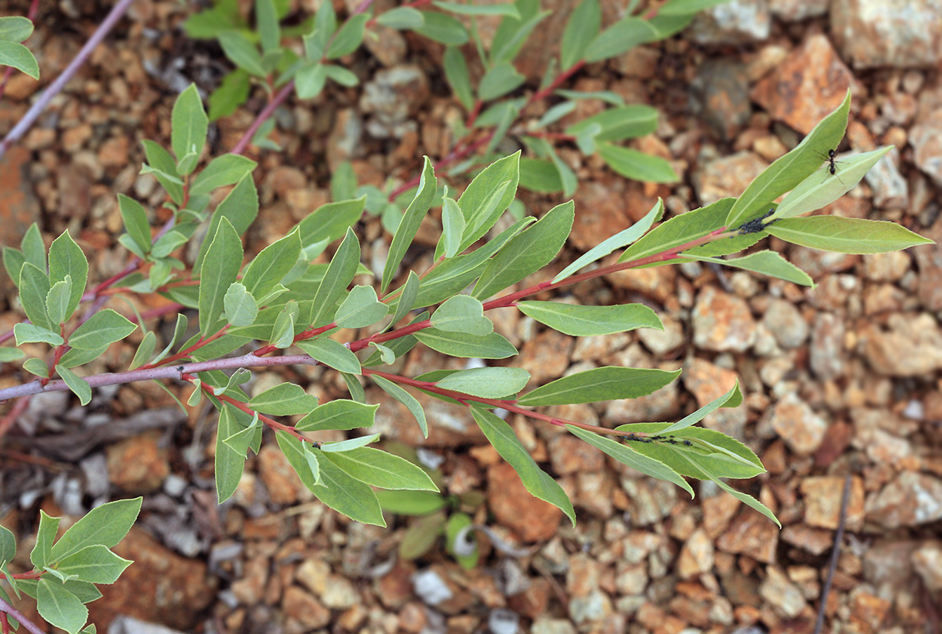 Изображение особи Chosenia arbutifolia.