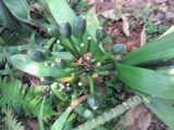 Clivia miniata