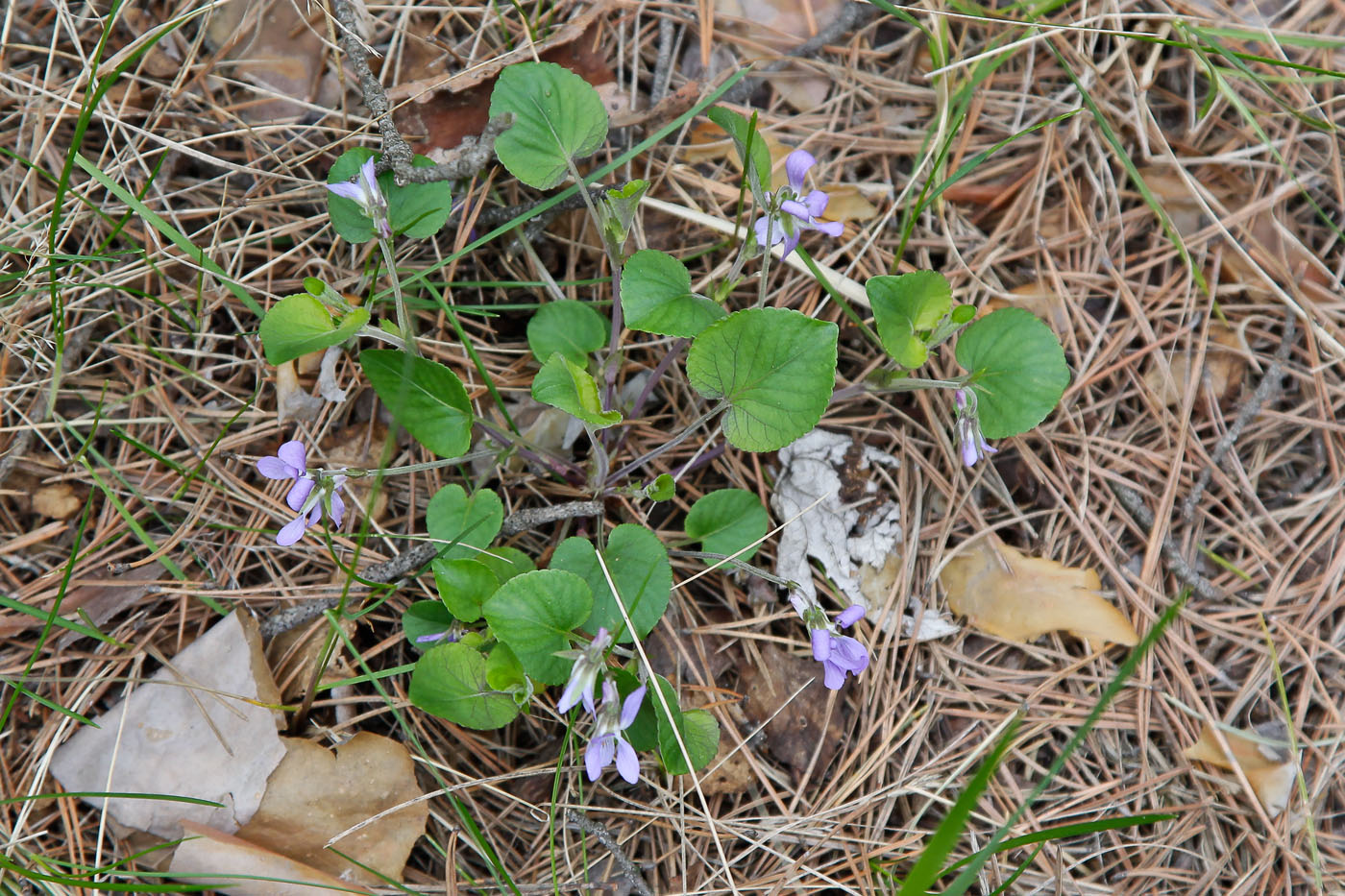 Изображение особи Viola rupestris.