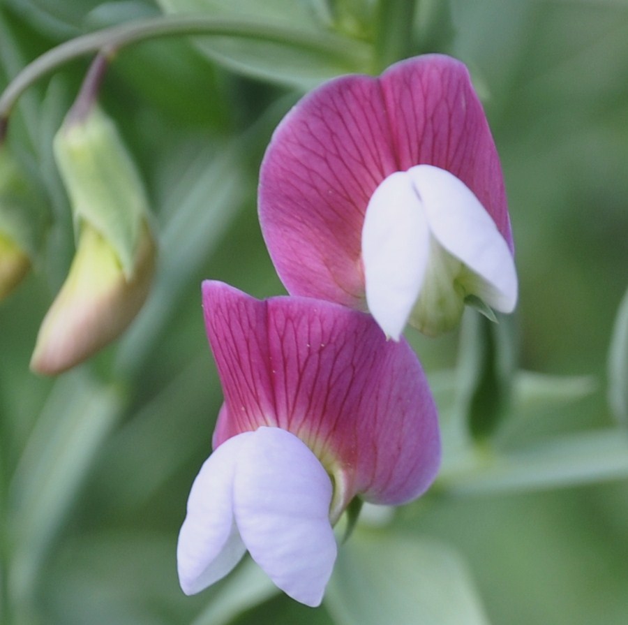 Изображение особи Lathyrus clymenum.