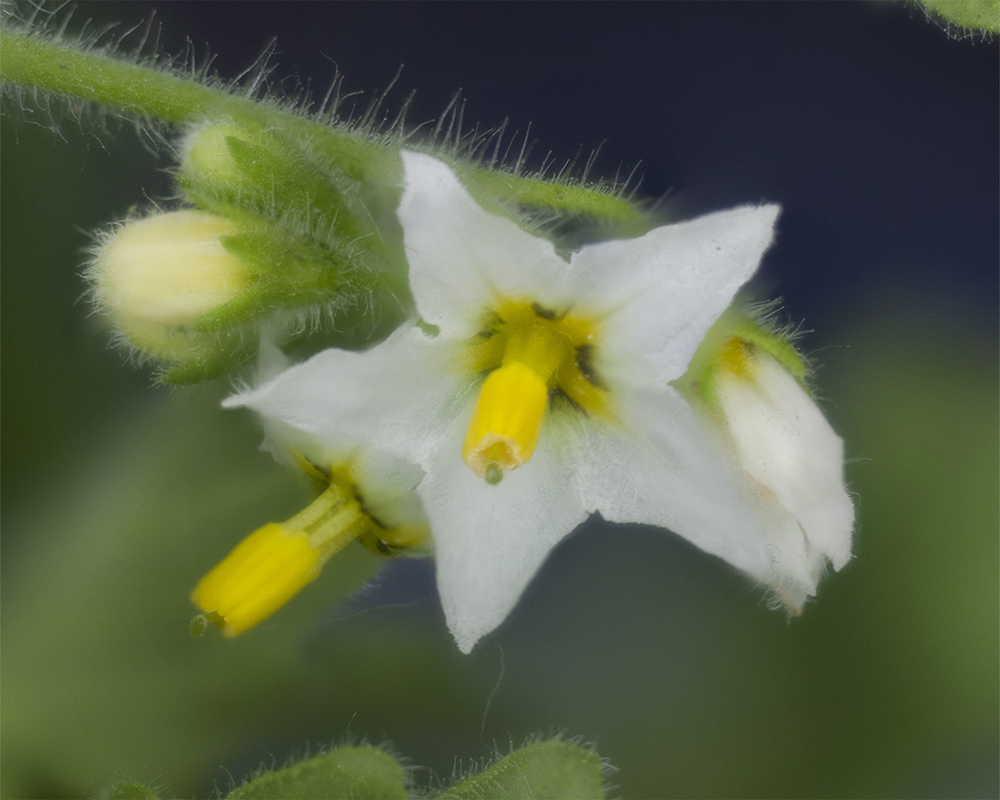 Image of Solanum physalifolium specimen.