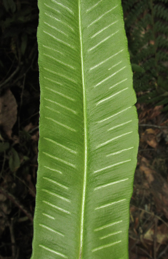 Image of Phyllitis scolopendrium specimen.