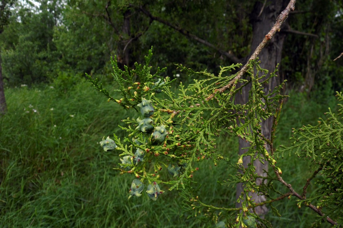 Изображение особи Platycladus orientalis.