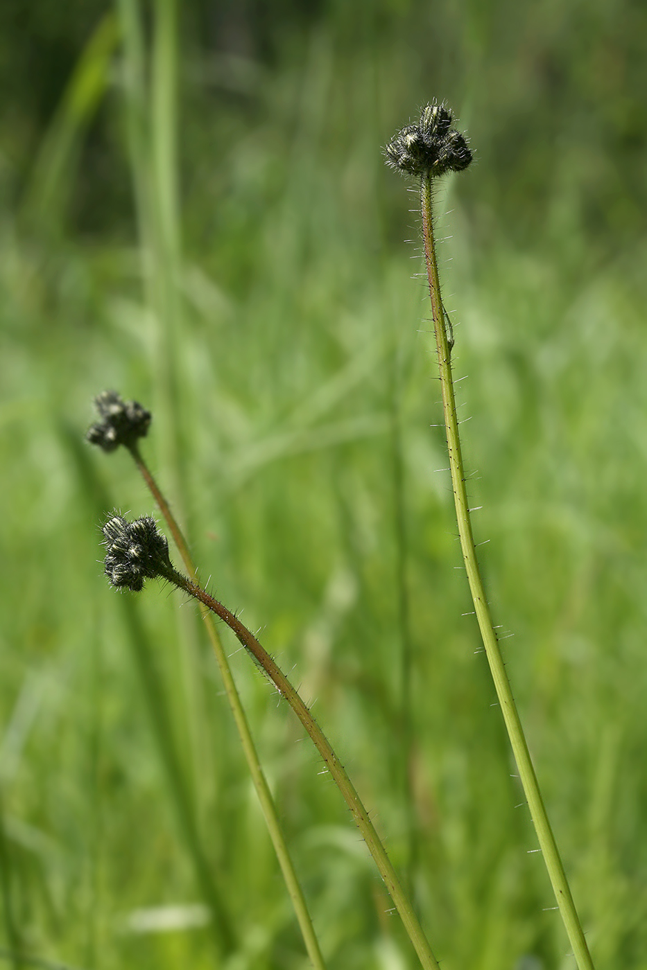 Image of Pilosella praealta specimen.