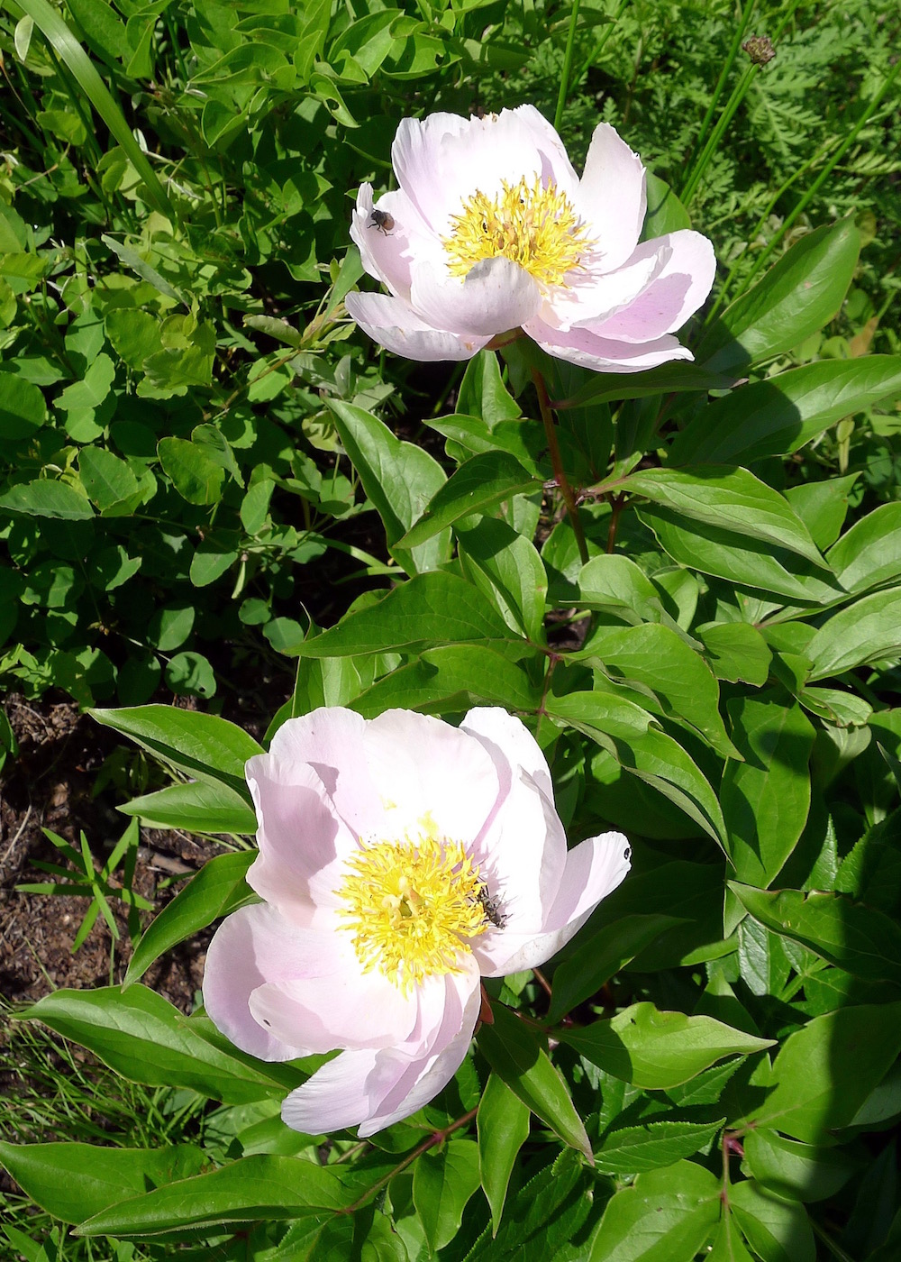 Изображение особи Paeonia lactiflora.