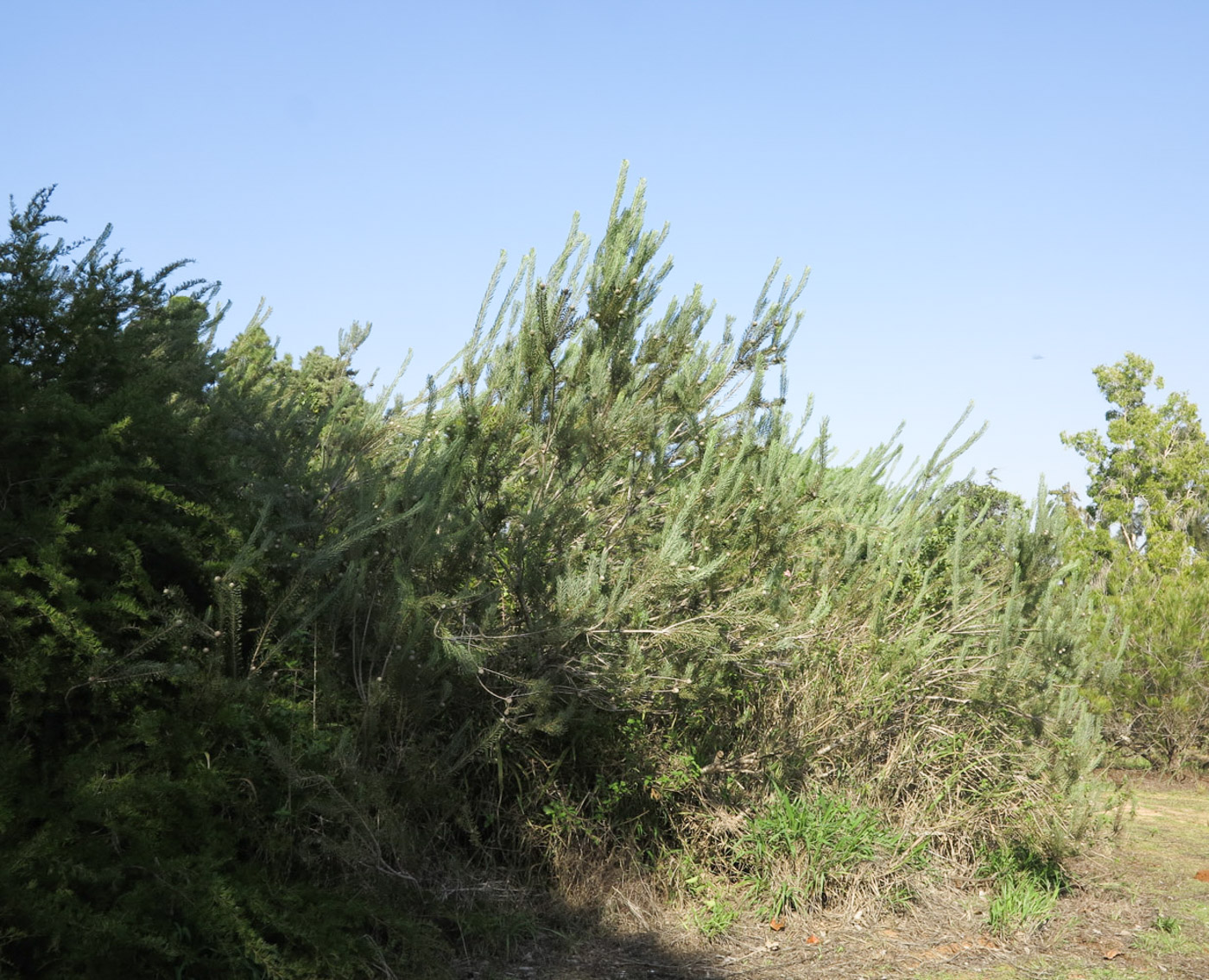 Image of Leucadendron galpinii specimen.