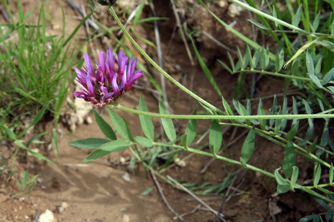 Изображение особи Astragalus stenanthus.