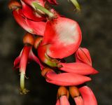 Erythrina crista-galli. Часть соцветия. Таиланд, о-в Пхукет, ботанический сад. 16.01.2017.