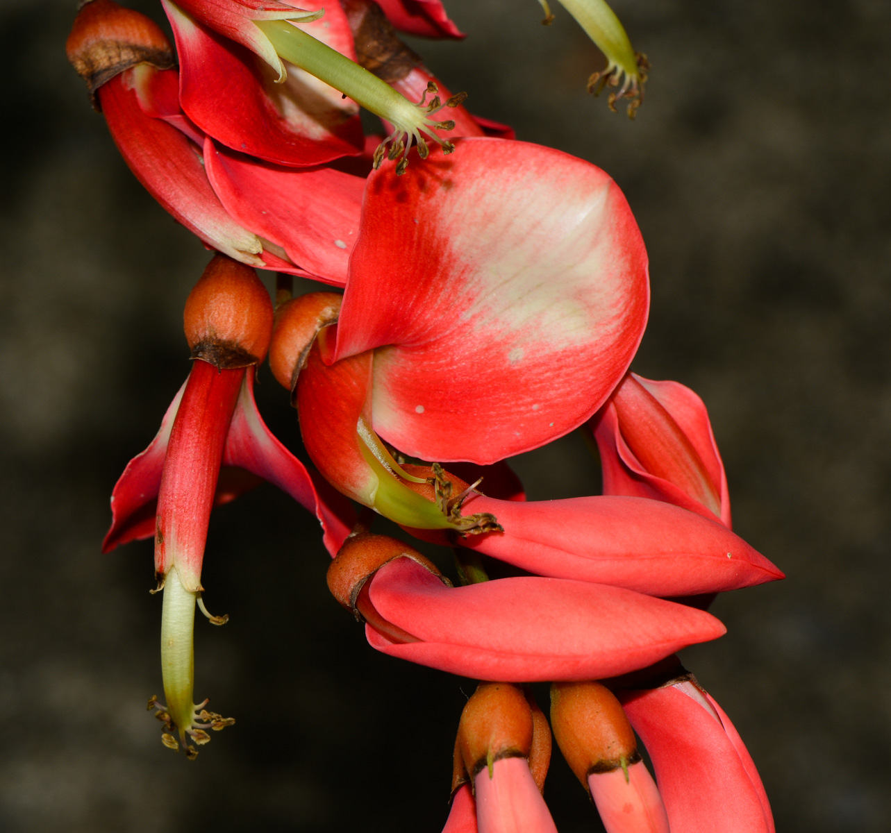Изображение особи Erythrina crista-galli.