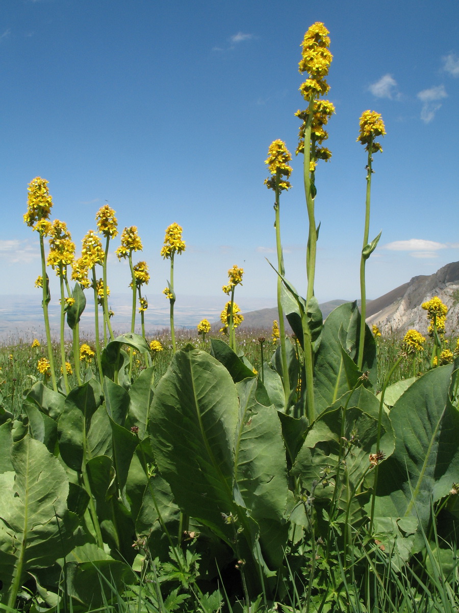 Изображение особи Ligularia talassica.