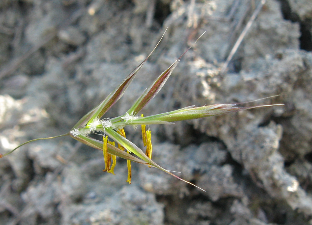 Изображение особи род Bromopsis.