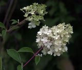 Hydrangea paniculata