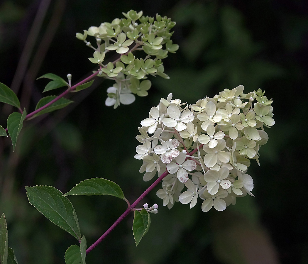 Image of Hydrangea paniculata specimen.