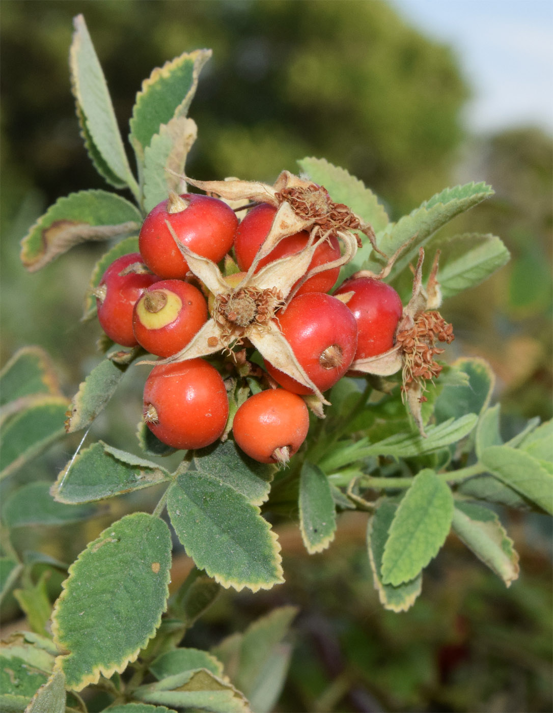 Image of Rosa beggeriana specimen.
