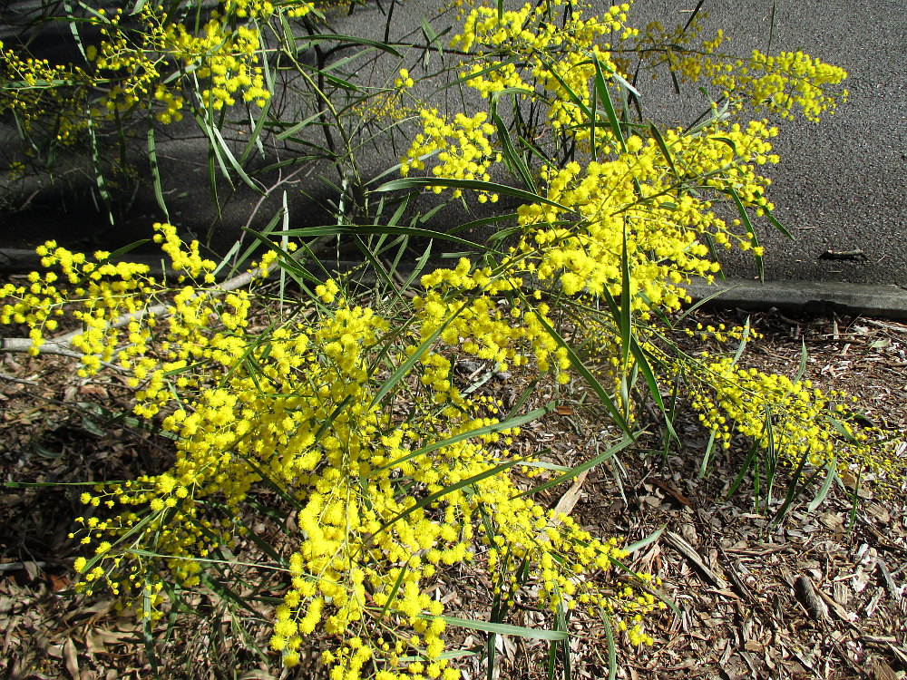 Изображение особи Acacia neriifolia.