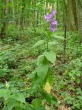 Campanula latifolia. Цветущее растение. Украина, Киевская обл., Ставищенский р-н, с. Снежки, дубово-грабовый лес. 30.06.2017.