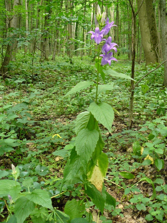 Image of Campanula latifolia specimen.