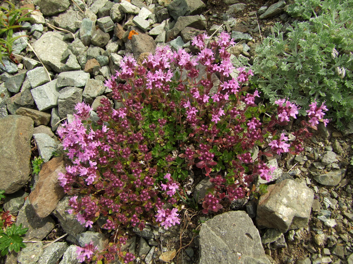 Изображение особи род Thymus.