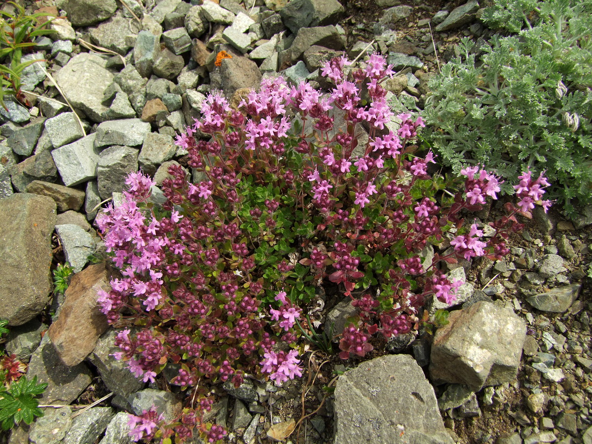 Image of genus Thymus specimen.