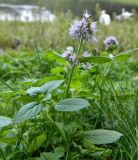 Mentha aquatica