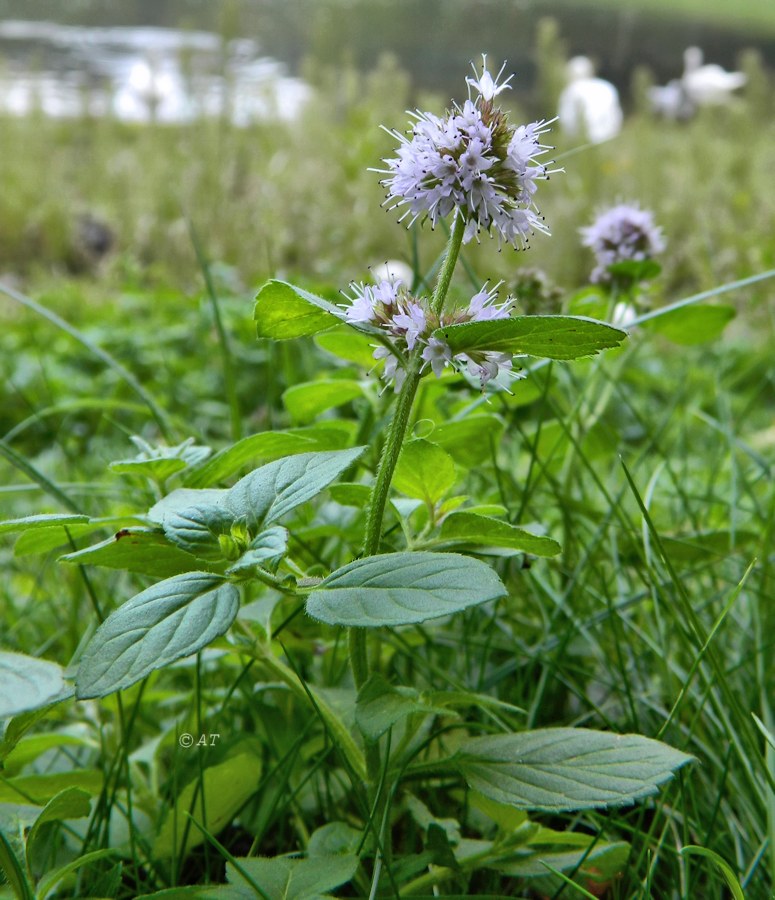 Image of Mentha aquatica specimen.