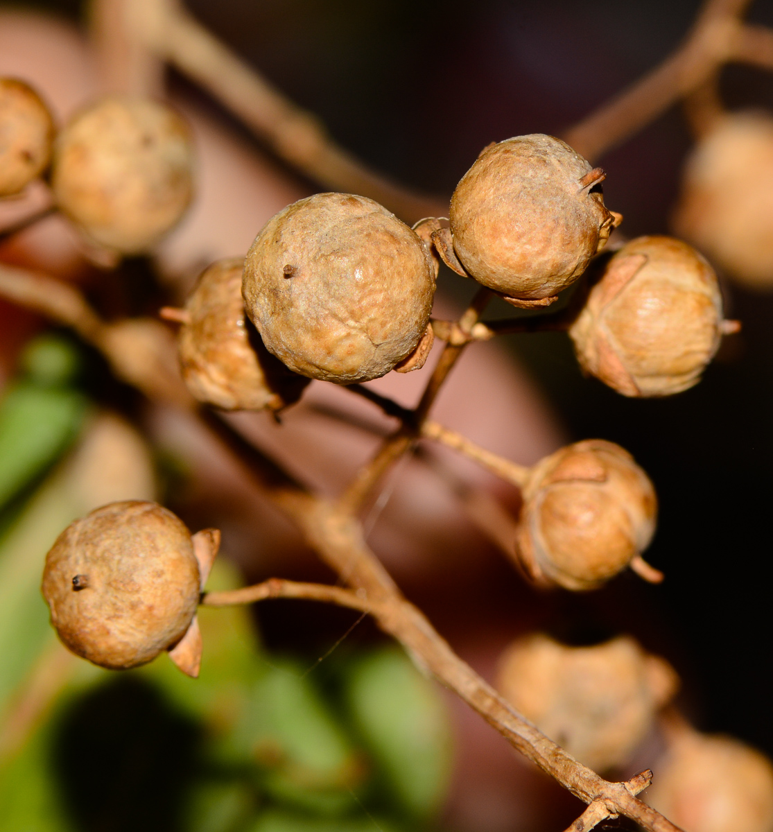 Image of Lawsonia inermis specimen.