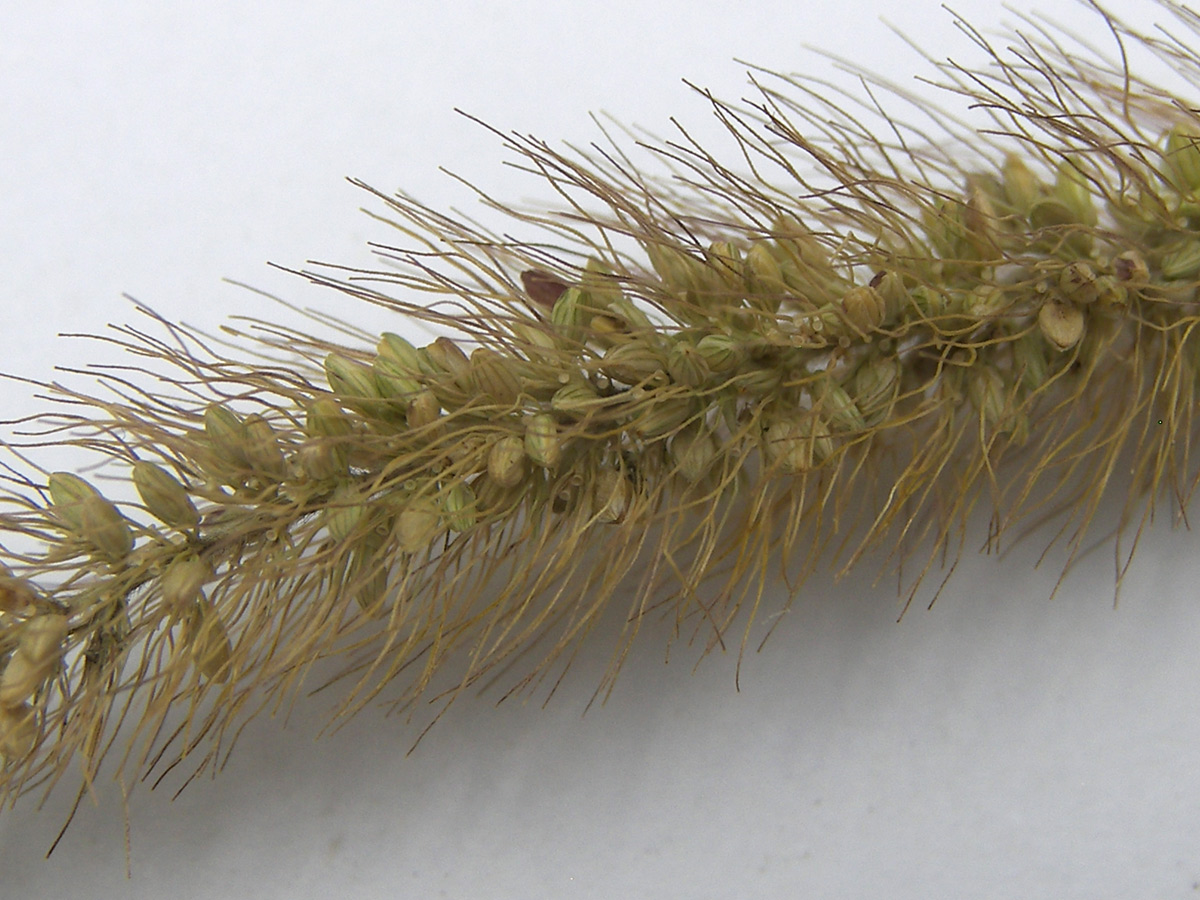 Image of Setaria viridis specimen.