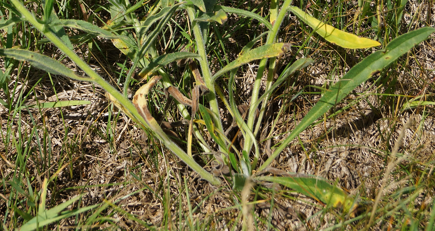 Изображение особи Anchusa officinalis.