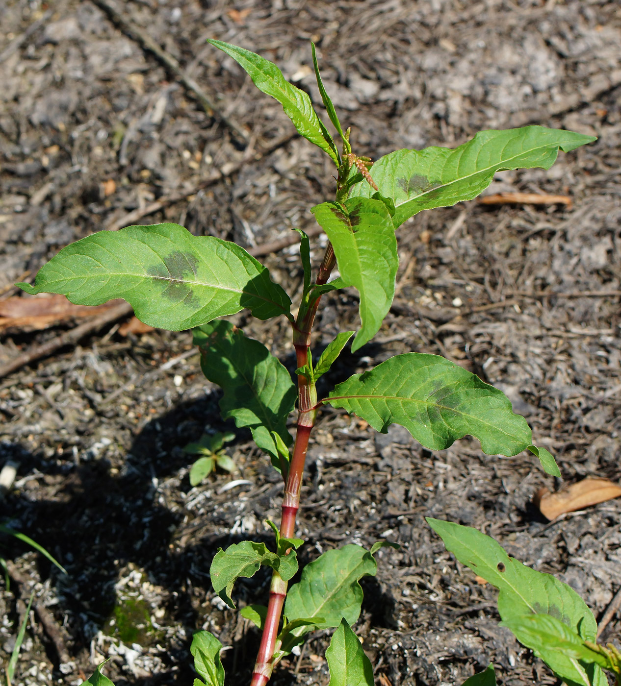 Image of Persicaria lapathifolia specimen.