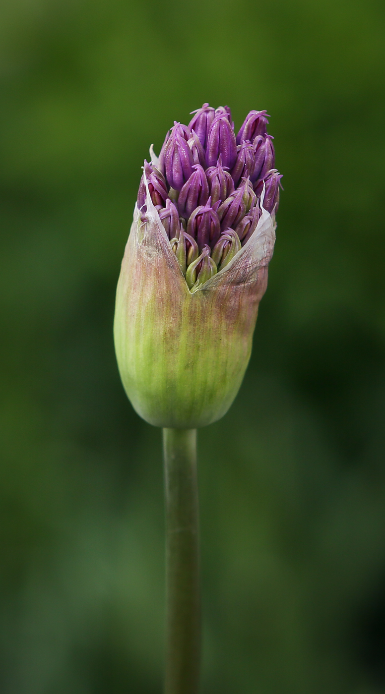 Image of Allium rosenorum specimen.