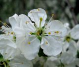 Prunus domestica