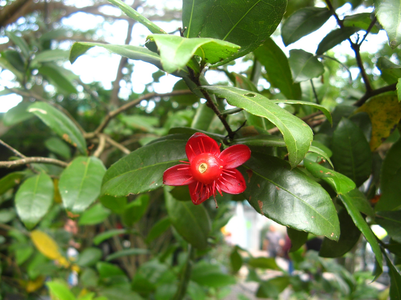 Image of Ochna kirkii specimen.