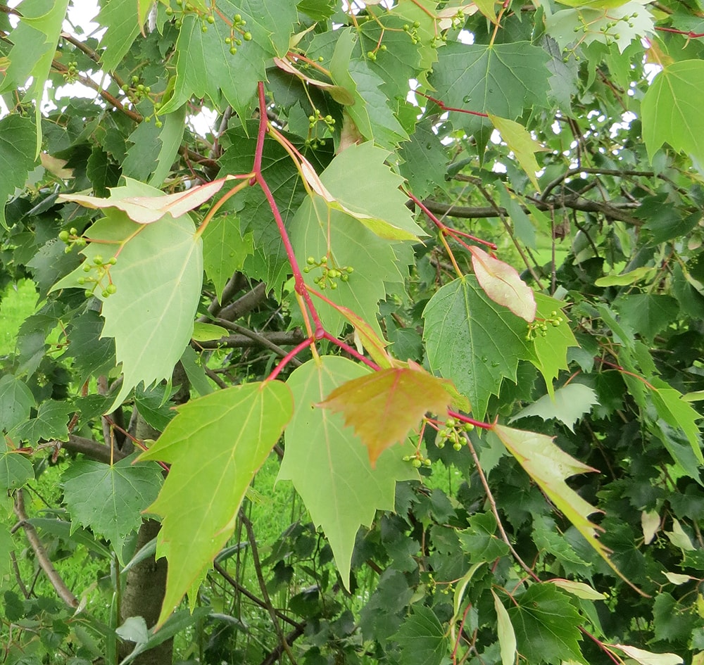 Image of Tilia mongolica specimen.