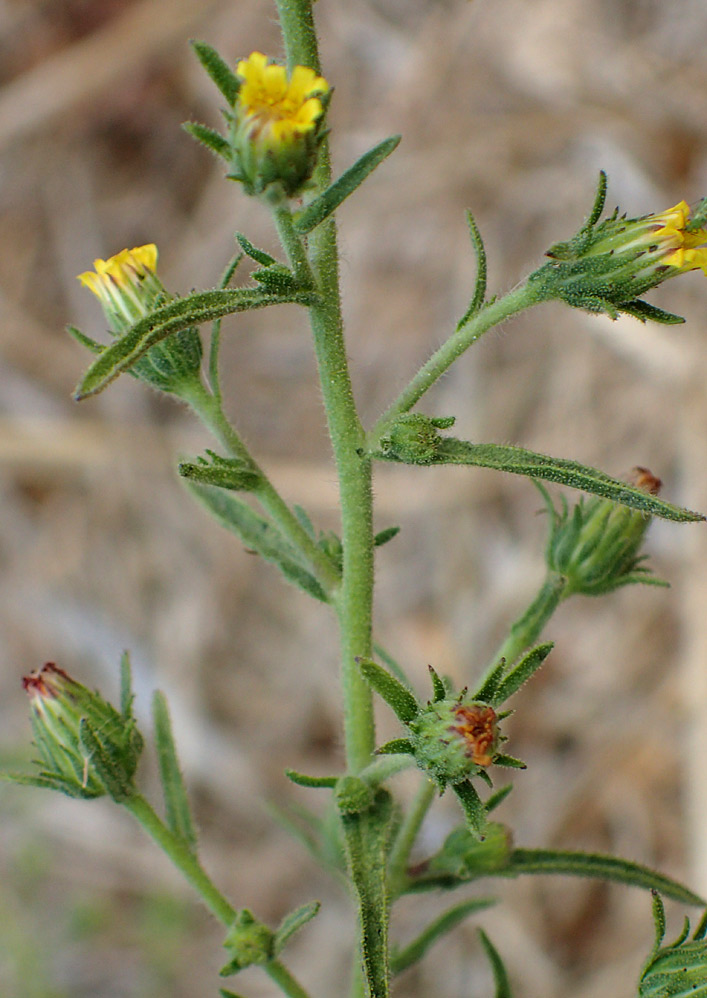 Image of Dittrichia graveolens specimen.