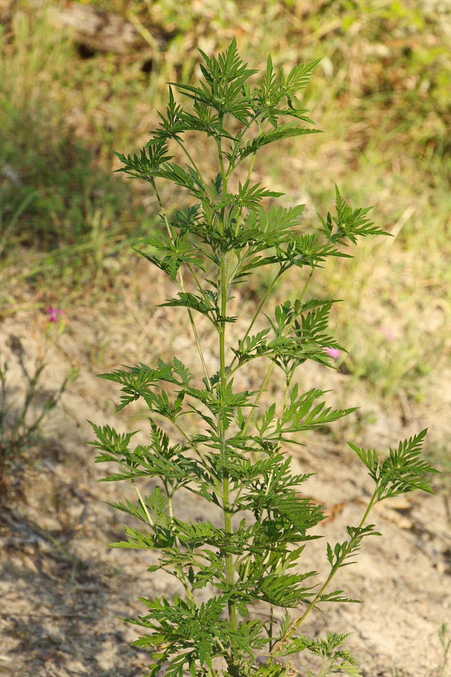 Изображение особи Ambrosia artemisiifolia.