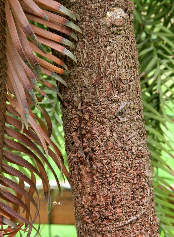 Image of Wollemia nobilis specimen.