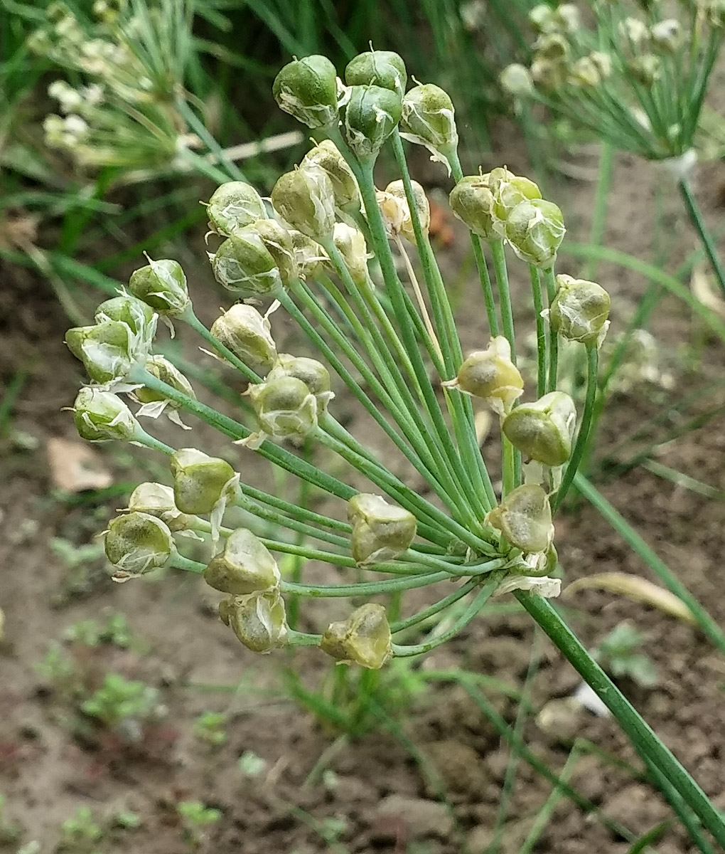 Image of Allium ramosum specimen.