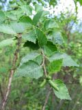 Betula dauurica