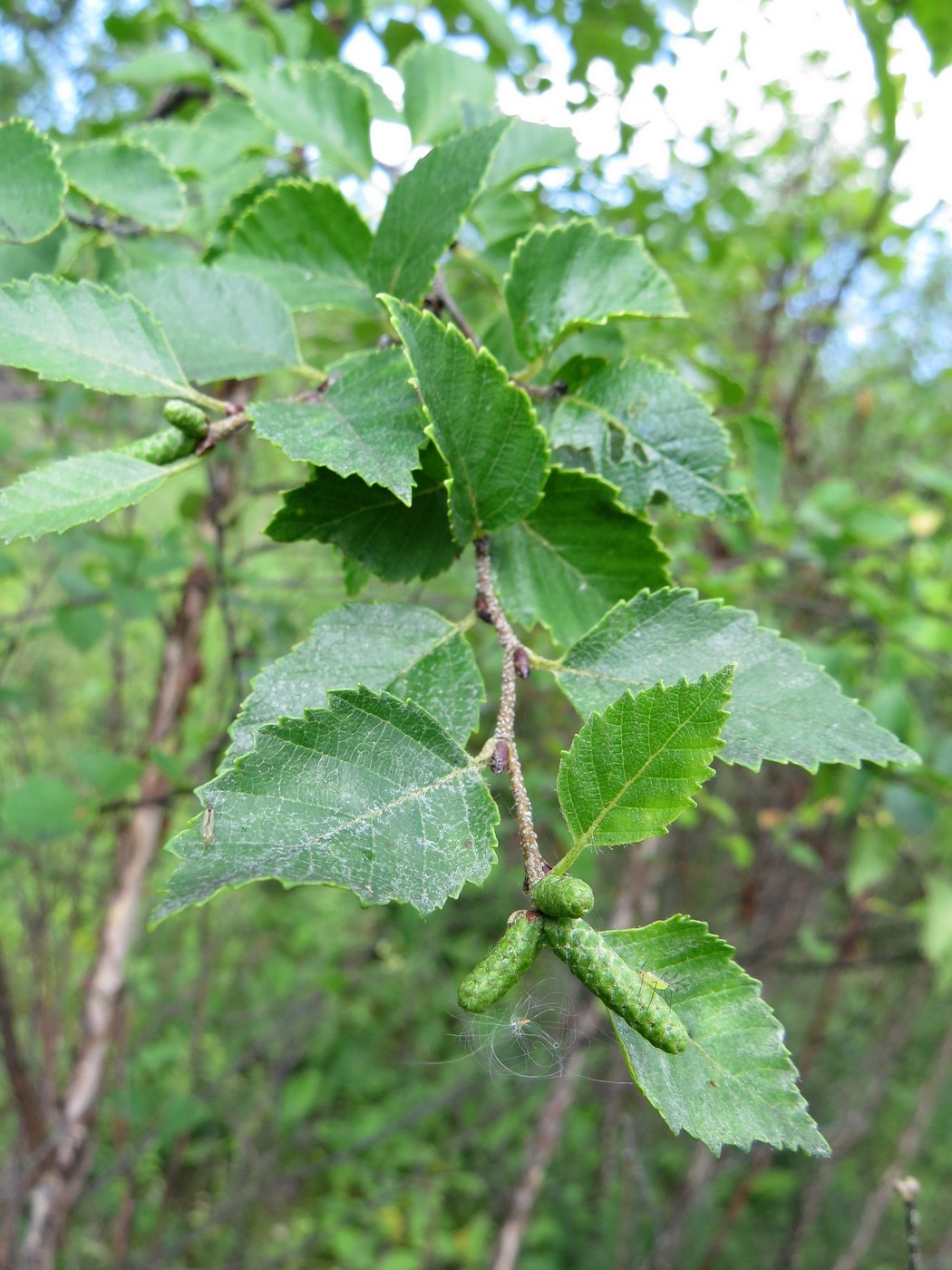 Image of Betula dauurica specimen.