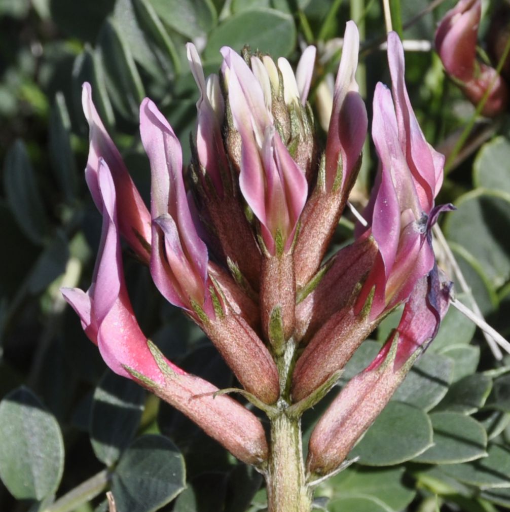 Image of Astragalus monspessulanus specimen.