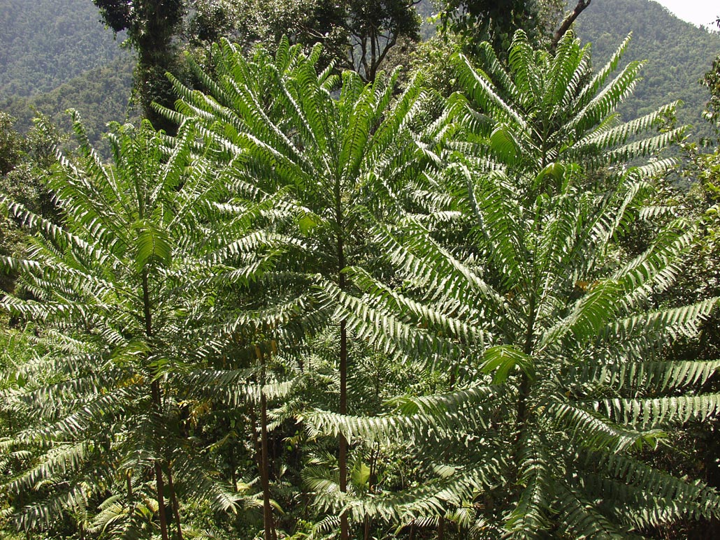 Image of Polyscias murrayi specimen.