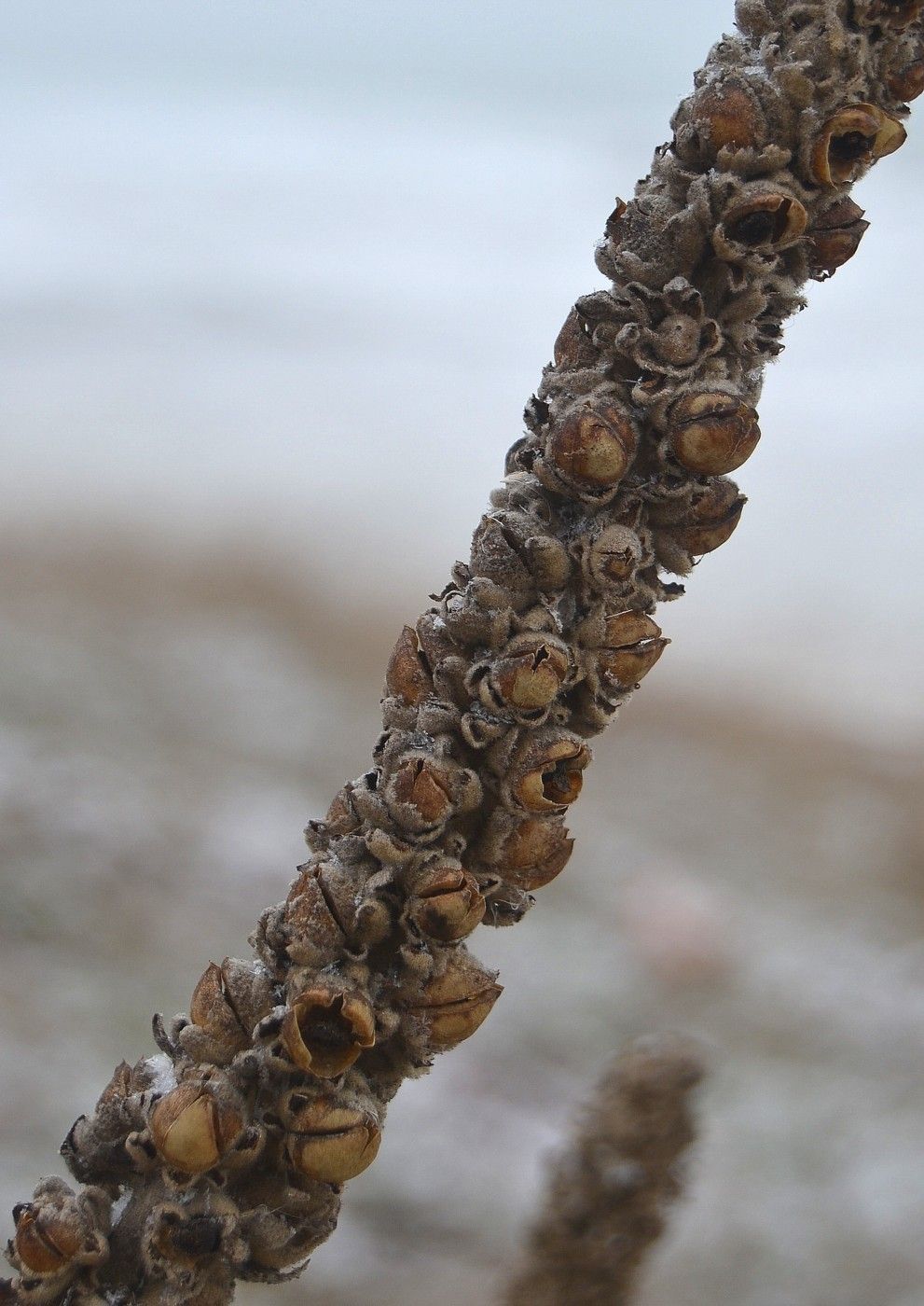 Image of Verbascum ovalifolium specimen.