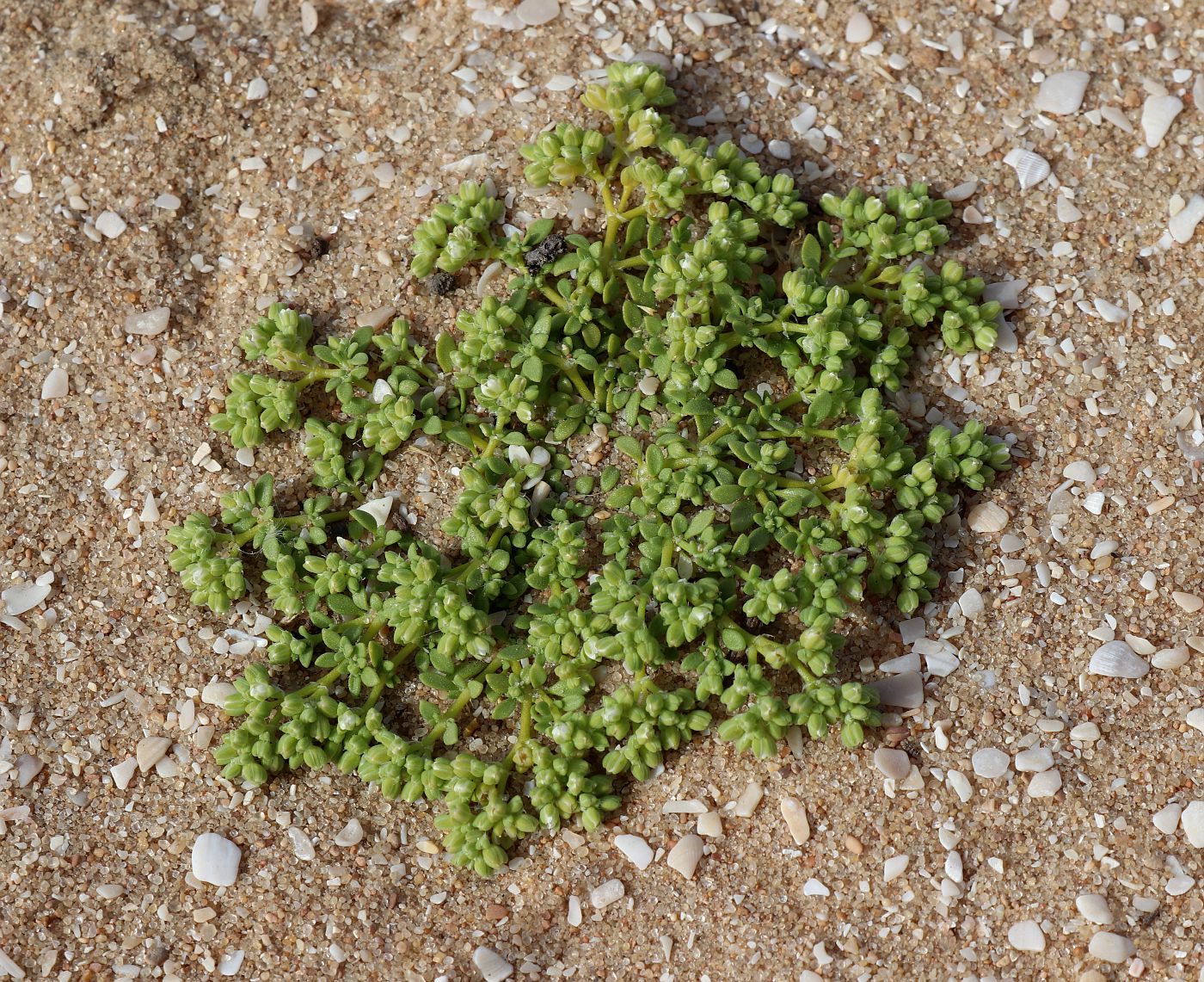 Изображение особи Polycarpon succulentum.