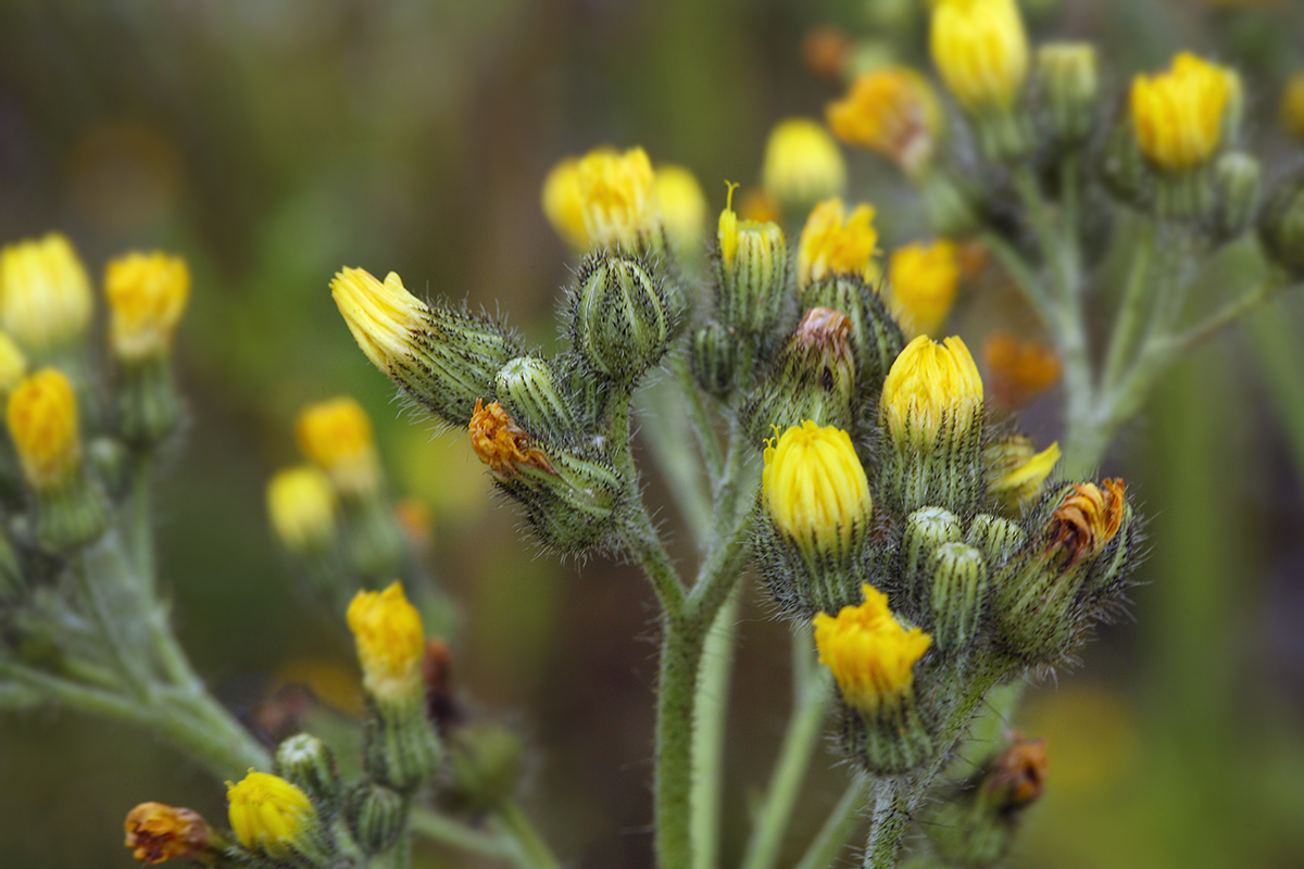 Изображение особи Pilosella cymosa.