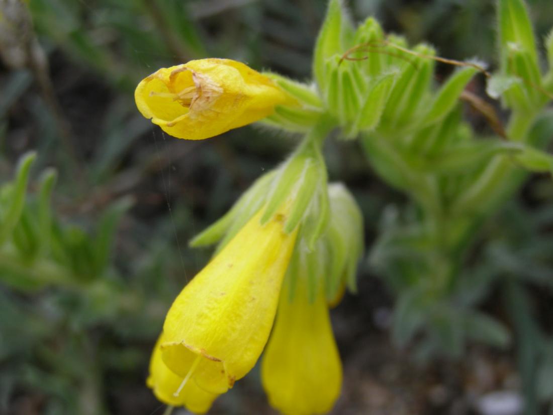 Изображение особи Onosma taurica.