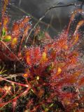 Drosera anglica. Зацветающее растение. Республика Карелия, Беломорская биостанция Московского Государственного Университета, край сплавины на берегу озера Верхнее водопроводное. 30.07.2017.