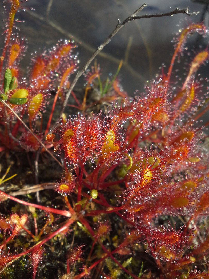 Image of Drosera anglica specimen.