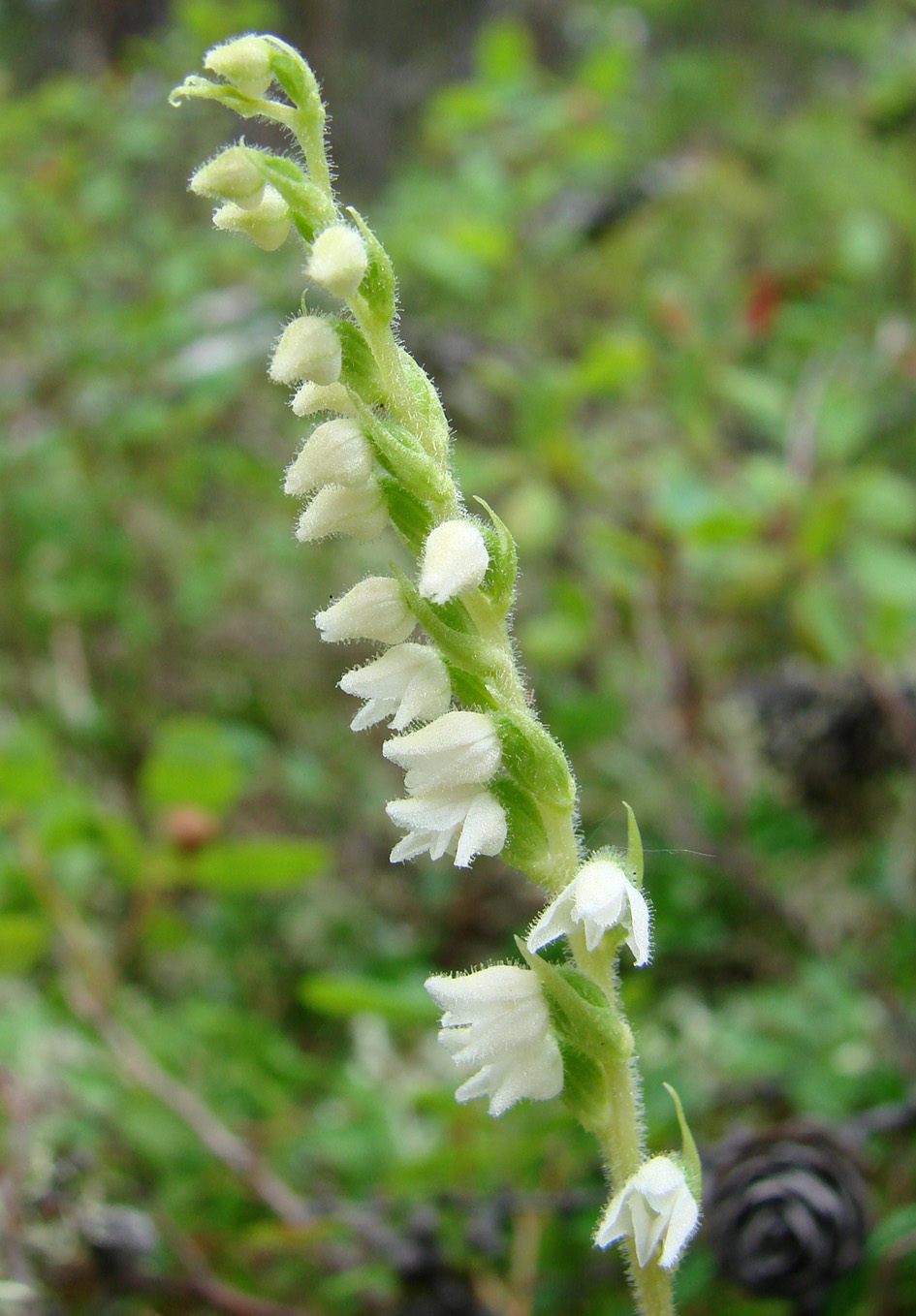 Image of Goodyera repens specimen.